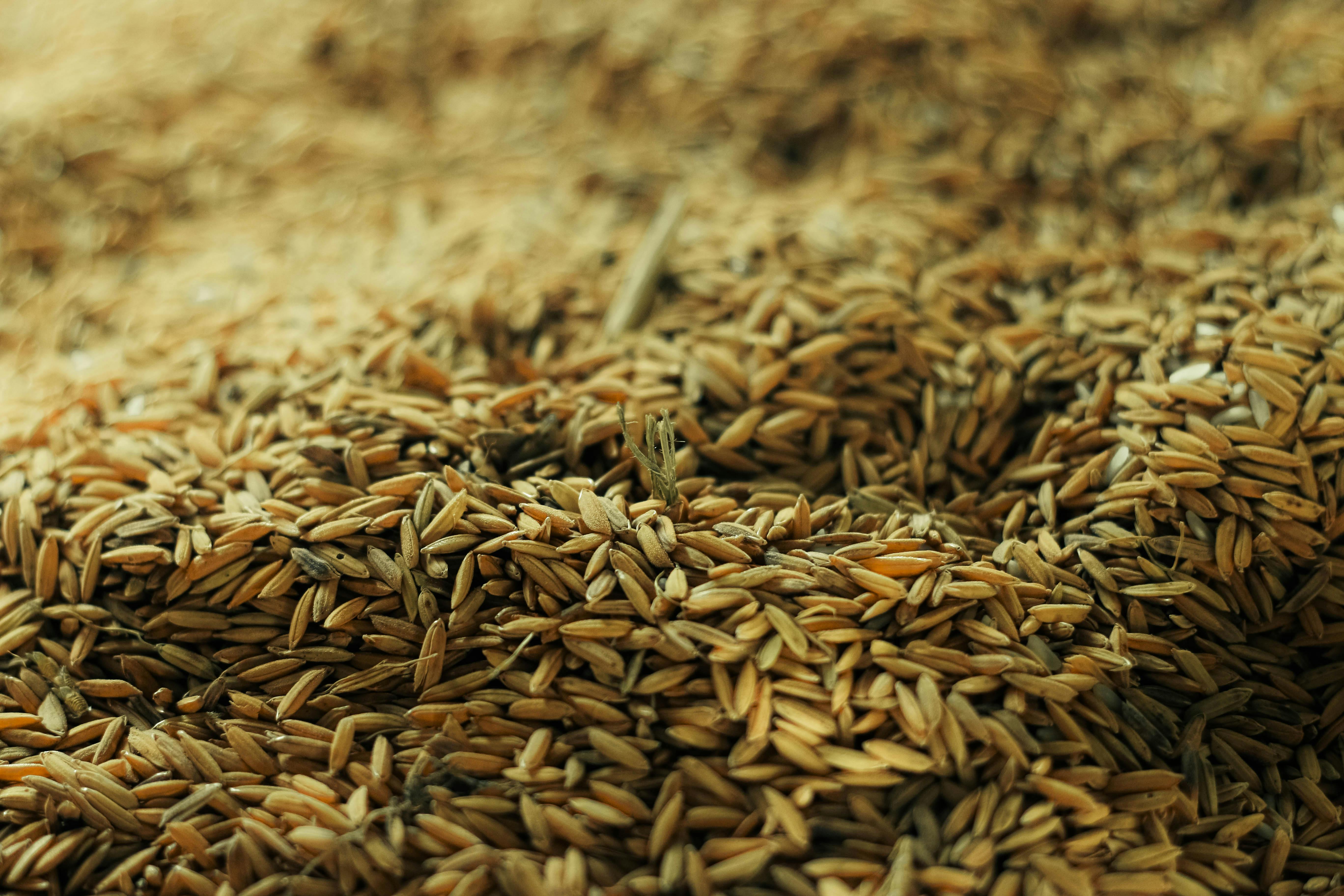 Rice Husk